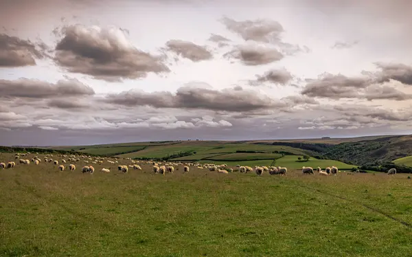 stock image Cornwall - May 30 2022: Sheep in the the fields of Cornwall, England.