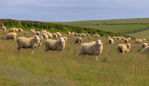 Cornualha Maio 2022 Ovelhas Nos Campos Cornualha Inglaterra — Fotografia de Stock