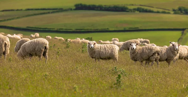 Cornwall Mai 2022 Schafe Auf Den Feldern Von Cornwall England — Stockfoto