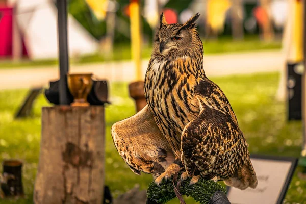 stock image Arundel - June 03 2022: Owl bird at a medieval fair at the epic medieval castle of Arundel, England.