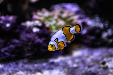 Esaret altındaki bir akvaryumda küçük balıklar