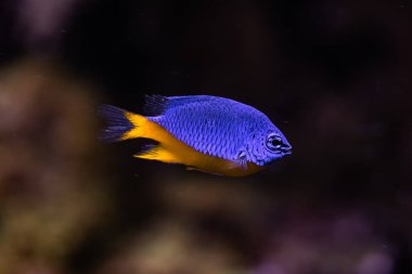 Esaret altındaki bir akvaryumda küçük balıklar