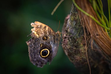 Beautiful colorful butterfly insect in the jungle rainforest clipart