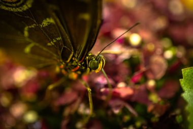 Beautiful colorful butterfly insect in the jungle rainforest clipart