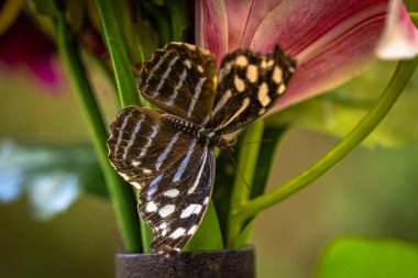 Yağmur ormanlarında güzel renkli kelebek böcekleri