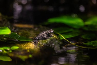 Rainforest colorful jungle frog toad in its habitat clipart