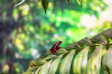 Rainforest colorful jungle frog toad in its habitat clipart