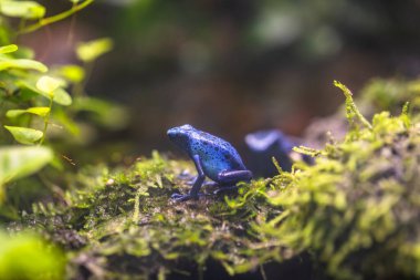 Yağmur ormanı renkli orman kurbağası yaşam alanında.