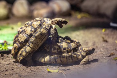 Kara kaplumbağası esaret altında çiftleşiyor.