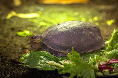 Land tortoise feeding in captivity clipart