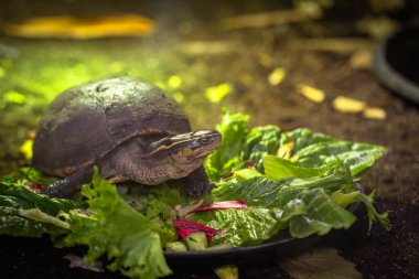 Kara kaplumbağası esaret altında besleniyor.