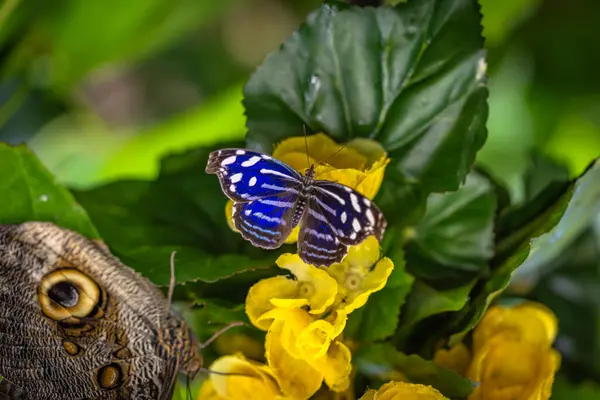 stock image Beautiful colorful butterfly insect in the jungle rainforest