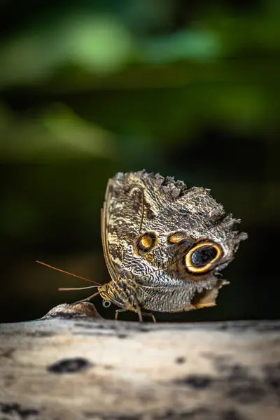 Stock image Beautiful colorful butterfly insect in the jungle rainforest