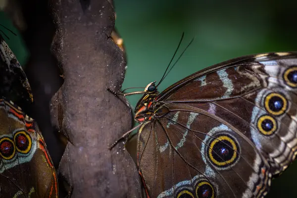 stock image Beautiful colorful butterfly insect in the jungle rainforest