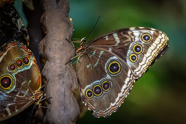 stock image Beautiful colorful butterfly insect in the jungle rainforest