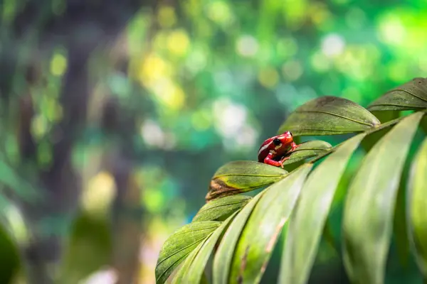 stock image Rainforest colorful jungle frog toad in its habitat