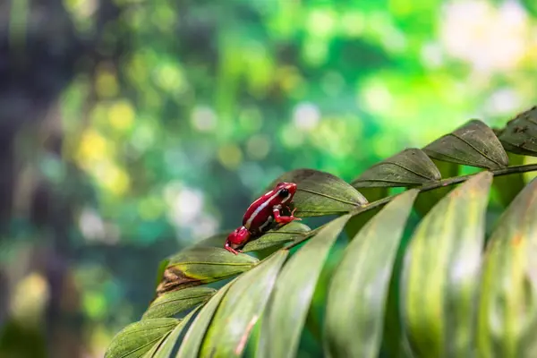 stock image Rainforest colorful jungle frog toad in its habitat