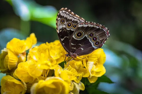 stock image Beautiful colorful butterfly insect in the jungle rainforest