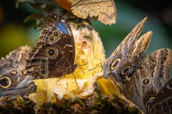 Stock image Beautiful colorful butterfly insect in the jungle rainforest