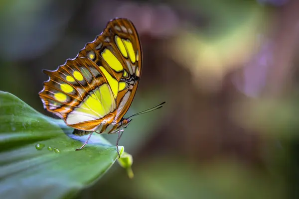 stock image Beautiful colorful butterfly insect in the jungle rainforest