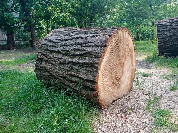 Yaşlı Bir Ağacın Damlaları — Stok fotoğraf