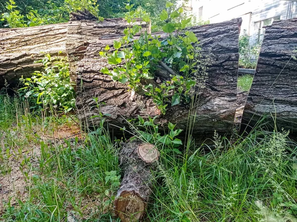 老树的树桩 — 图库照片