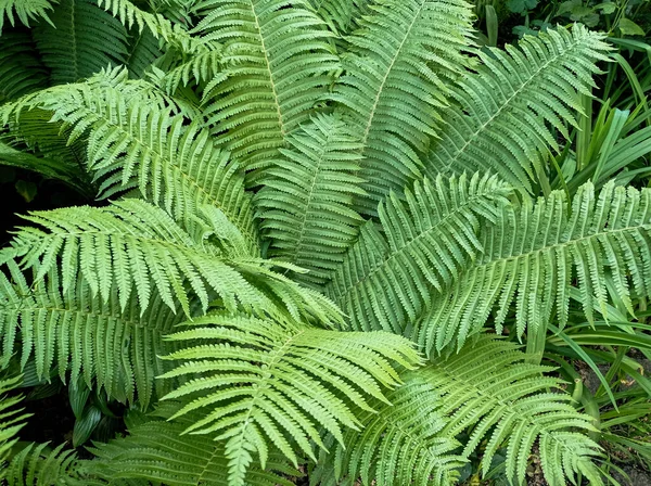 Красивые Цветы Папоротник Зеленая Природа Тропических Листьев Фона — стоковое фото