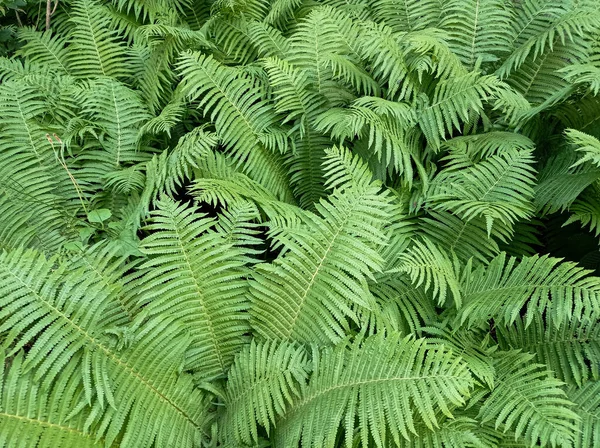 Красивые Цветы Папоротник Зеленая Природа Тропических Листьев Фона — стоковое фото