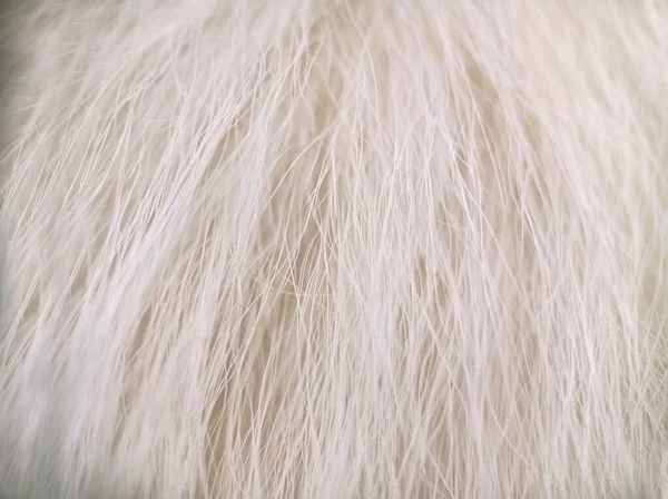 Weißer Hund Katze Langes Fell Textur Makro Ansicht Von Oben — Stockfoto