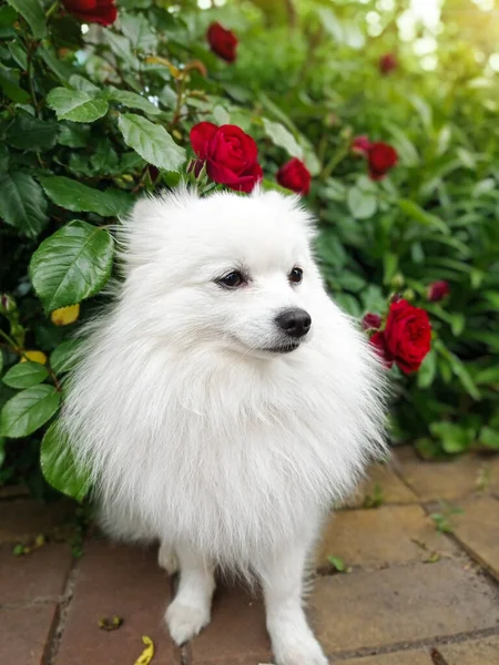 Bílý Japonský Špicl Malý Německý Špicl Šťastně Usmívají Zahradě Růží — Stock fotografie