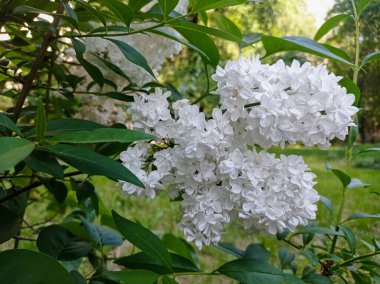 Beyaz çiçekli leylak çiçekleri yakın bir dalda makro görünüşte