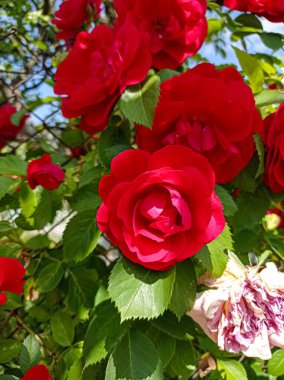 Güzel kırmızı bordo gülleri olan bir duvar çiti İlkbahar Bahçesi