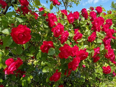 Güzel kırmızı bordo gülleri olan bir duvar çiti İlkbahar Bahçesi