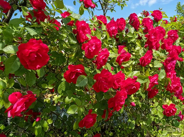一个挂满美丽红玫瑰的围墙 春夏园林景观 — 图库照片