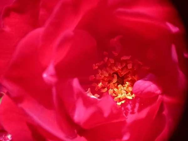 Bud Red Bordo Roses Macro Closeup View — Stock fotografie