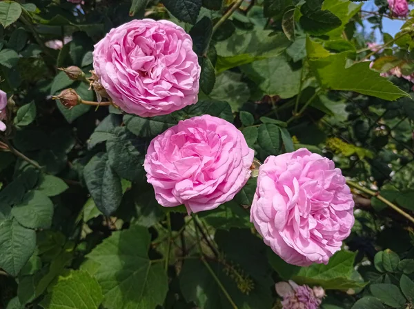 Rosa Rose Fiore Giardino Sulla Recinzione — Foto Stock