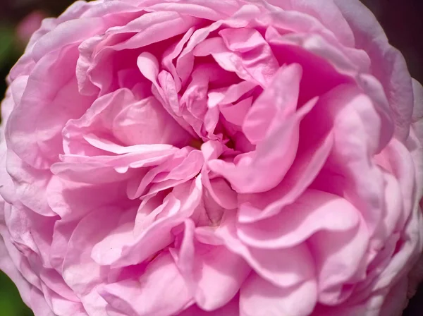 Vacker Rosa Blommande Ros Närbild Makro — Stockfoto