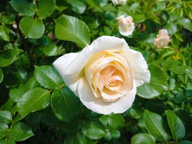 Beyaz çiçek açan gül goncası makro yakın görünüm