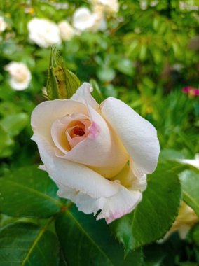 Beyaz çiçek açan gül goncası makro yakın görünüm