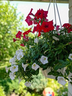 Kaptaki kırmızı ve beyaz petunya çiçekleri bahçenin yakın görüntüsü