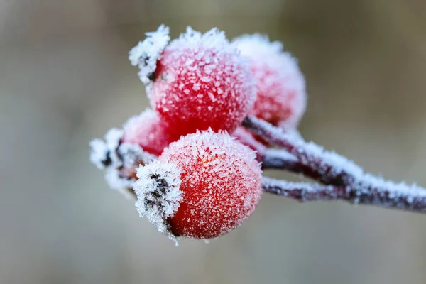 Rosas Vermelhas Congeladas Jardim Paisagem Inverno — Fotografia de Stock