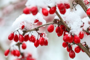 Berberis şube ağır kar ve buz altında. Kış saati