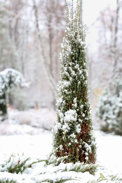 Arbustos Coníferas Bajo Nieve Jardín Invierno — Foto de Stock