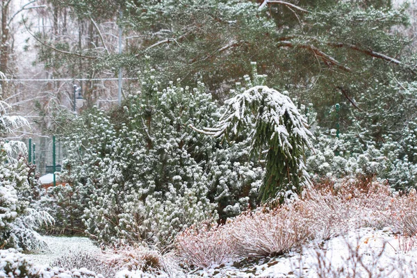 Coniferous shrubs under the snow. Garden in winter.