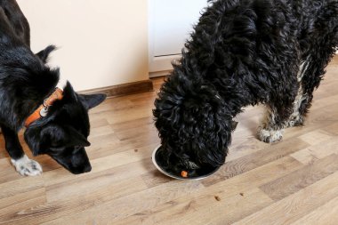 Two dogs eat from one bowl. Animal love