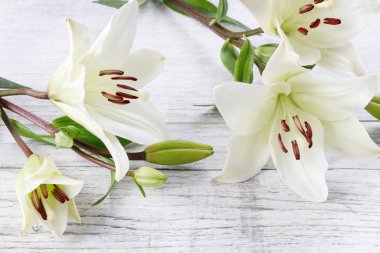 Ahşap arka planda Beyaz lilyum. Grafik kaynakları