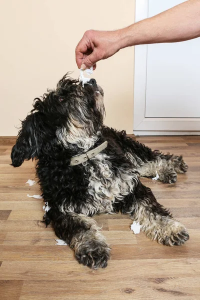 Cão Rasgou Papel Higiénico Homem Tenta Tirar Lhe Restos Brincadeira — Fotografia de Stock