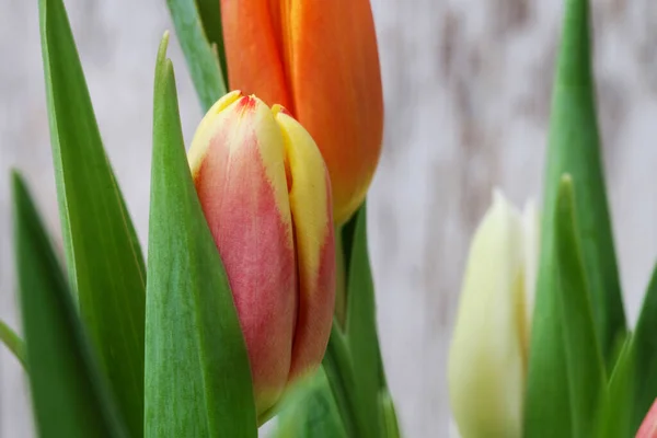 Tulpenstrauß Auf Hölzernem Hintergrund Frühlingsdekor — Stockfoto