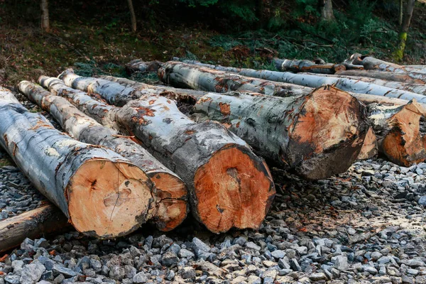 森林里的树干被砍倒了 破坏自然 — 图库照片