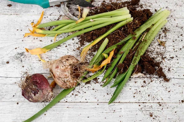 Tukang Kebun Bekerja Dengan Hyacinth Dan Kumbang Kebun Hobi — Stok Foto